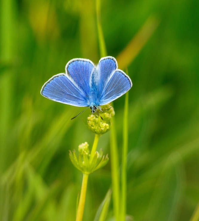 sundprojekt blomma